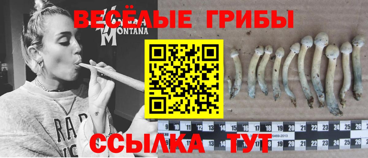 Галлюциногенные грибы Psilocybine cubensis Черкесск